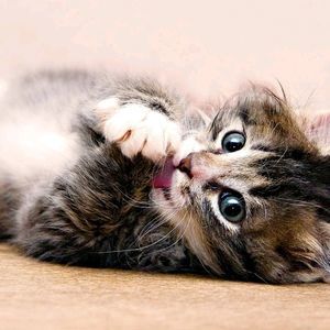 Meet your Posher, Robert